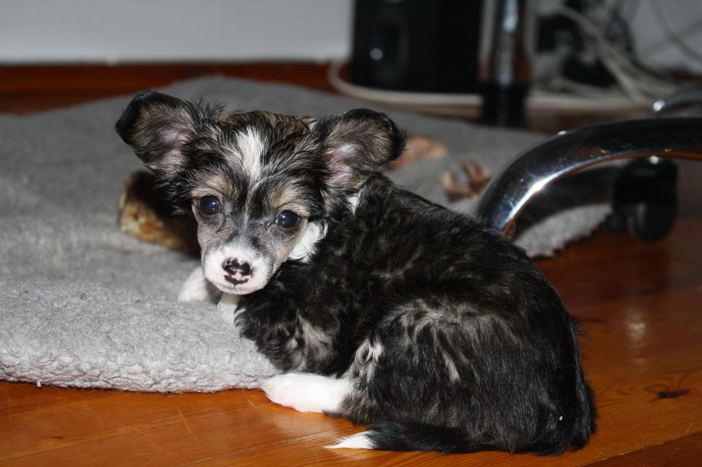 Magic Trick's Christmas Eve