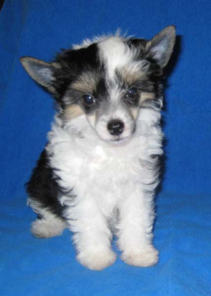 Jewels Playing With Fire