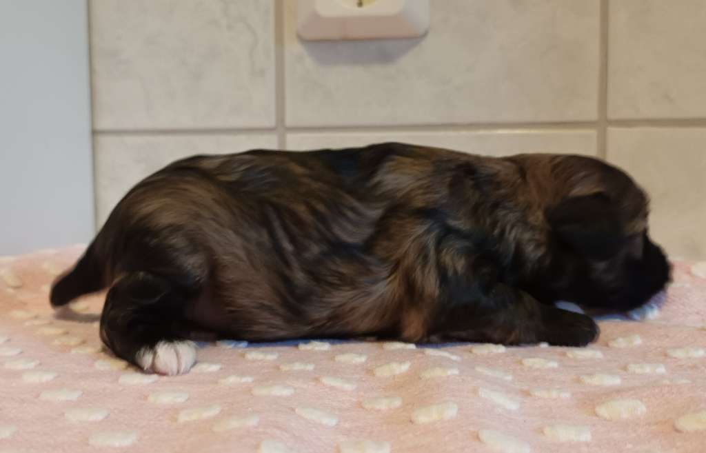 Tapi-Tapi TänttäRänttä