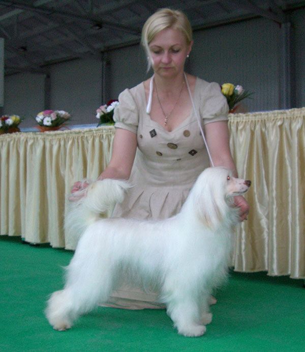 Sunny Lion Orchideya Ovatsiya