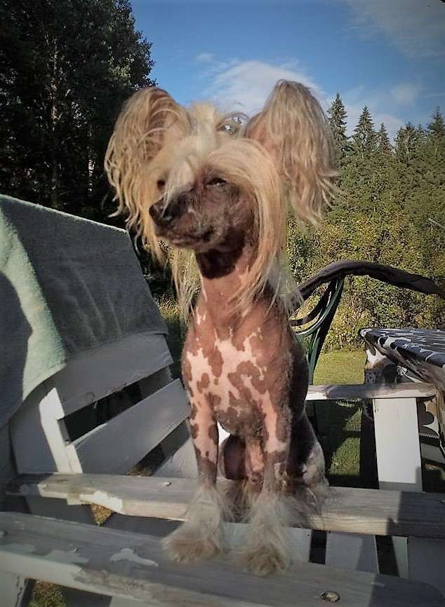 Bellatrix Luckycharm Super Cosmos