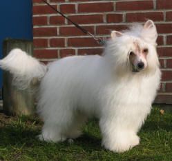 China Puff's Almost to Good