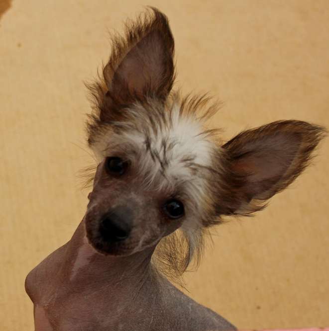 Angel O' Check Ehnaton