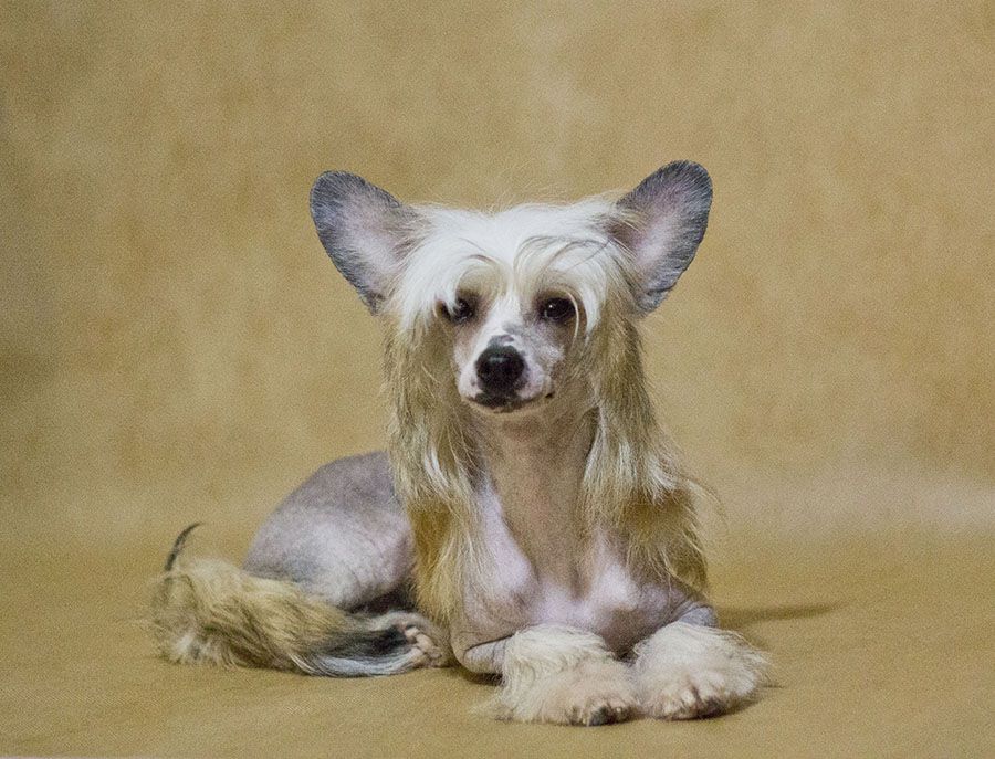 Stil ot Valeri Alleksia