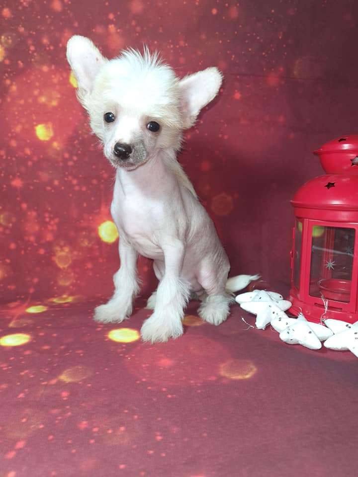 Imperatorskiy Kapriz Porsh