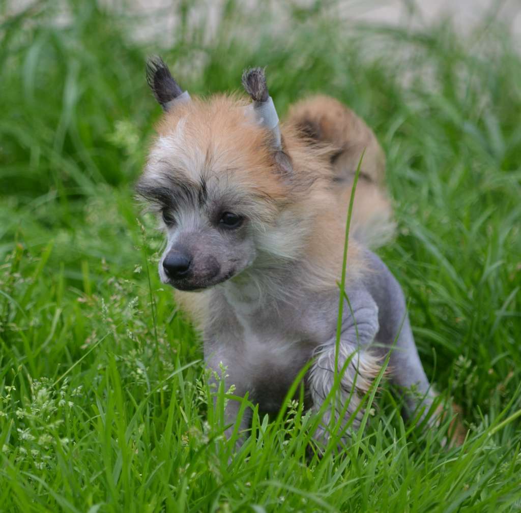 Mad Spicy Red Gin Tonic de l'Orée des Rêves