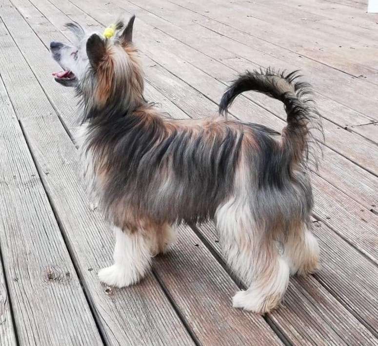 Crestilux Extreme Euphoria