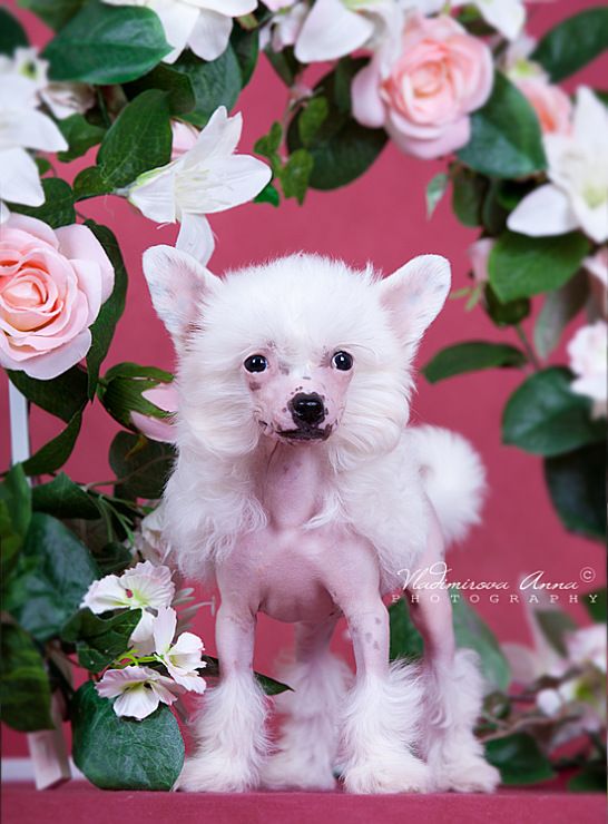 Envy White Porcelain Doll