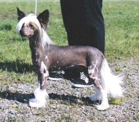 Zhannel's Secret Agent