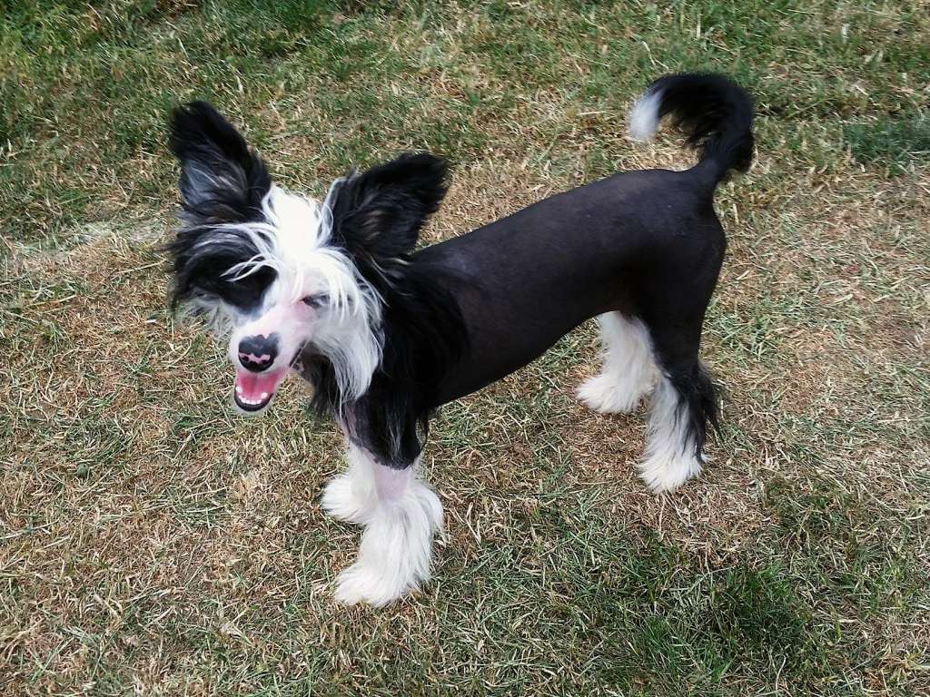 Hanka vom Eifeldiamant