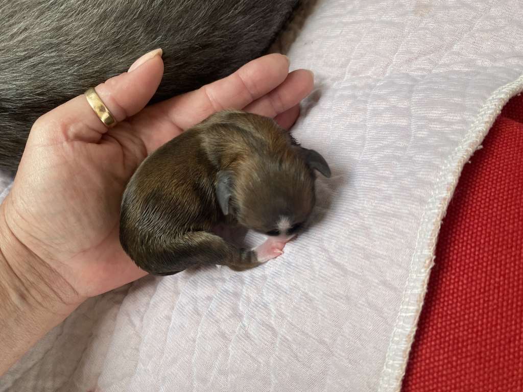 Kameleondogs kennel Yumi