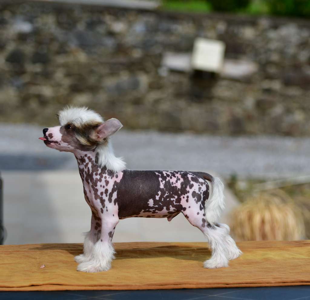 Little Dog Of Dream Rider On The Storm