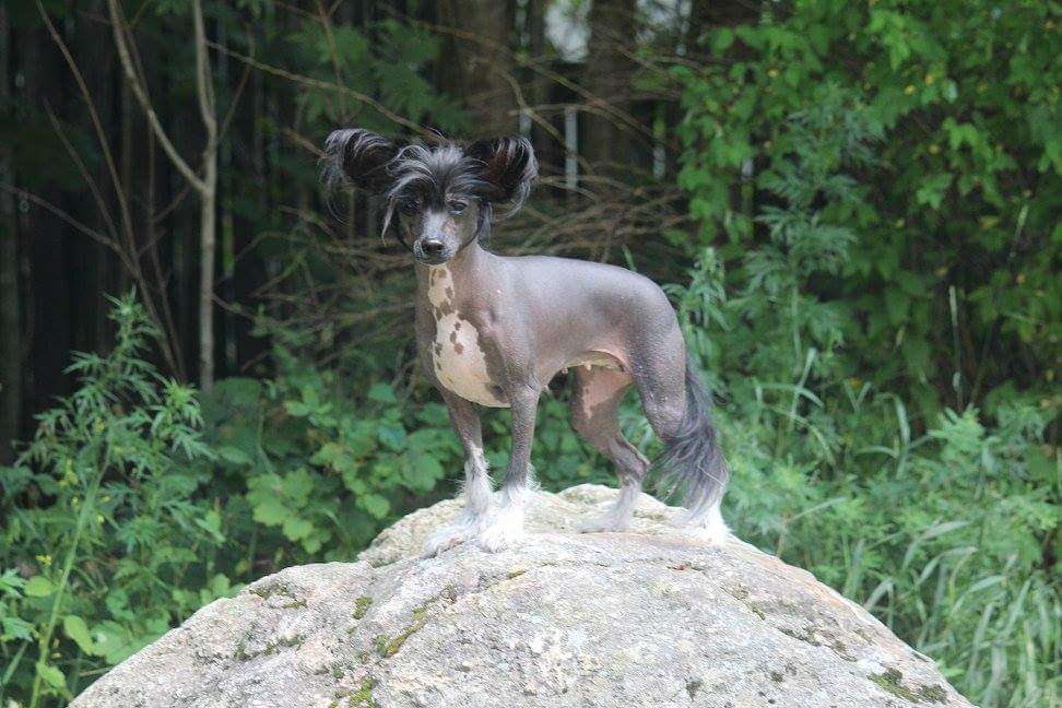 sparrishoop precios pearl