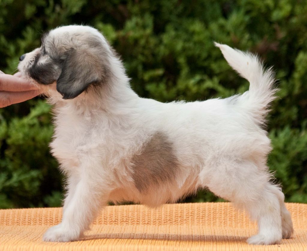 Call me Chanel De Gabritho