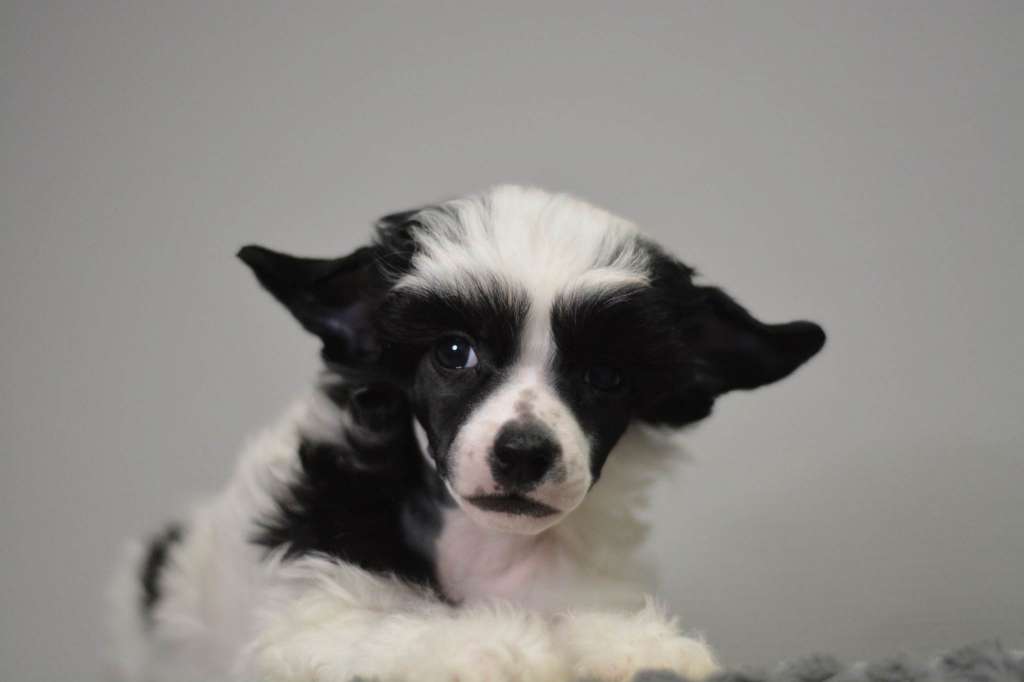 Fejmants Bärra Hem Berra