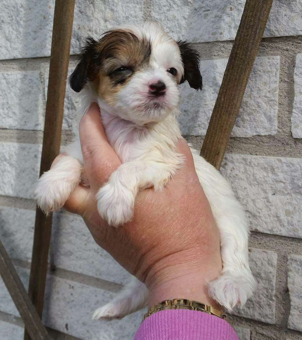 Tournais Blondes Have More Sun