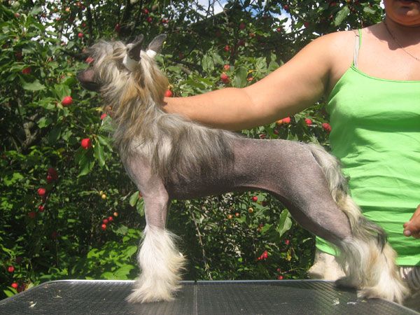 La Vendjes Yarkaya Koketka