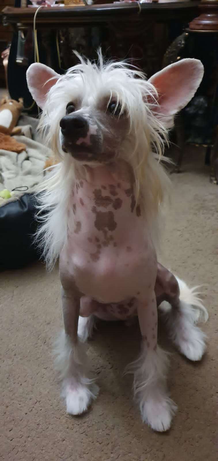 Fartovyi  Pes iz Chudnoy Doliny