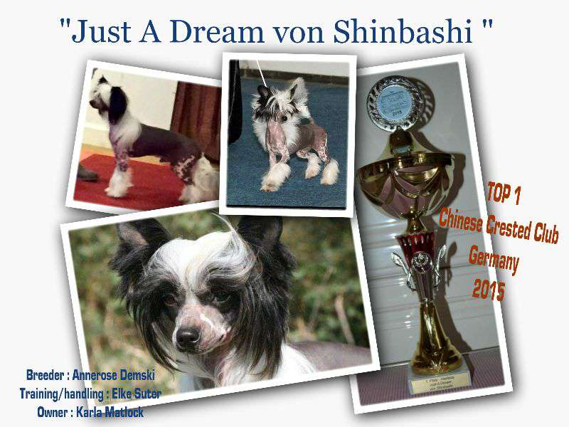 Just A Dream von Shinbashi