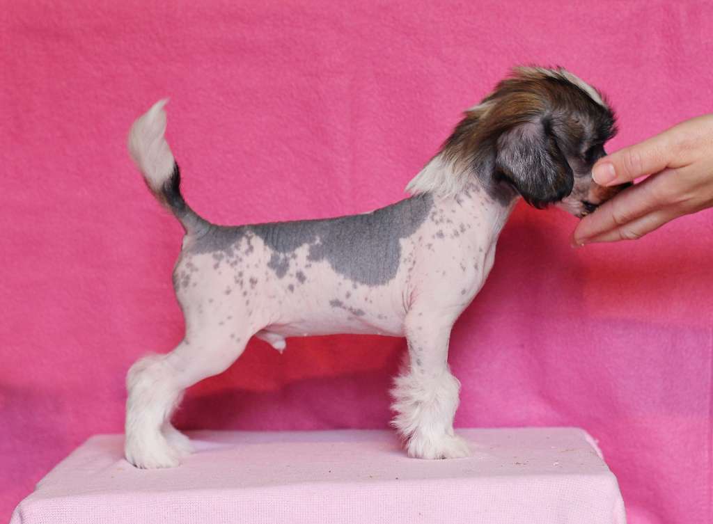 Lilla Wanillas Eye Candy