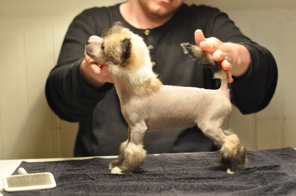 Speechless High Class Fame