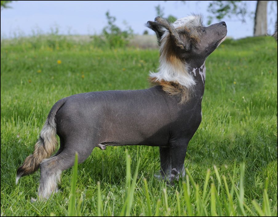 Sunstreaker Great Balls of Fire