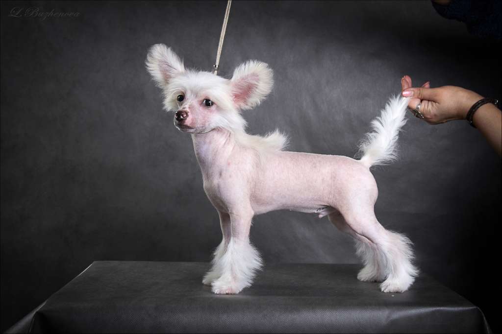 Mashama Mazi Rus Chale Mhindi