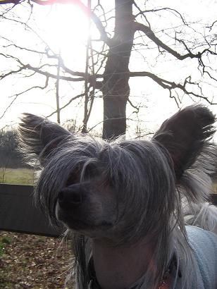 Zödra Gremlins Bamboo