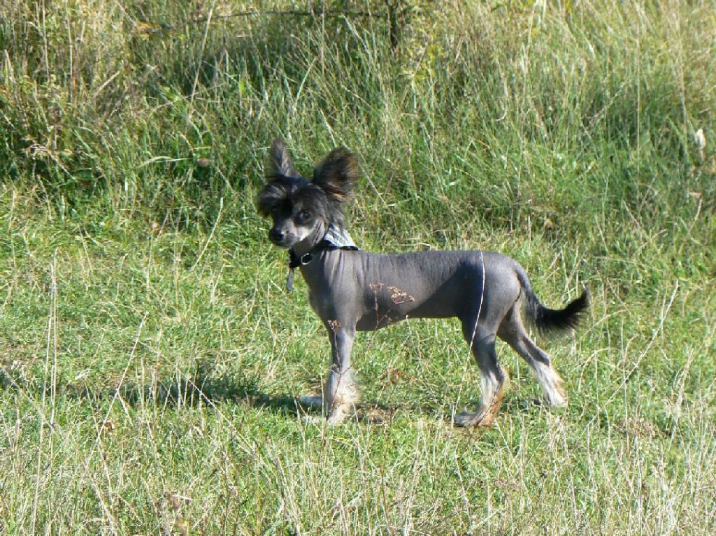 Giuliana Es Suerto Al Maarii Sapphire