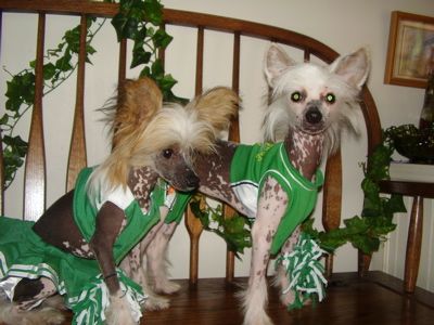 Blancho's Drama Queen