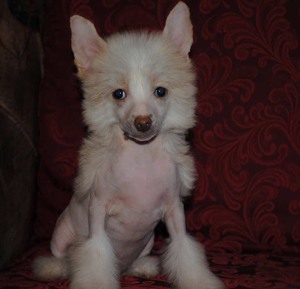 Habanera Dom Risorto