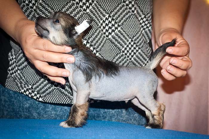 Status Imperial Opal Talisman of Fire