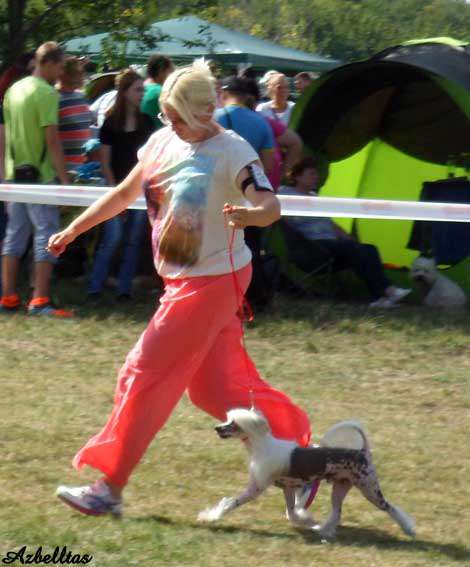 Azbelltas Milky Way Cipiripi