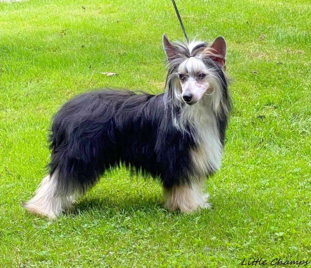 Ricky Martins Little Champs