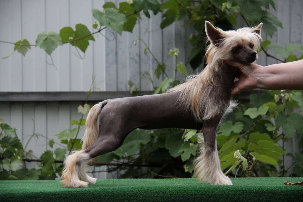 Zheneva-Debjut Carte Blanche