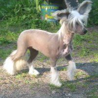 Stormblåstens Yggdrasill