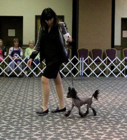 Puffin Cinondra N' Wind Moonshadow