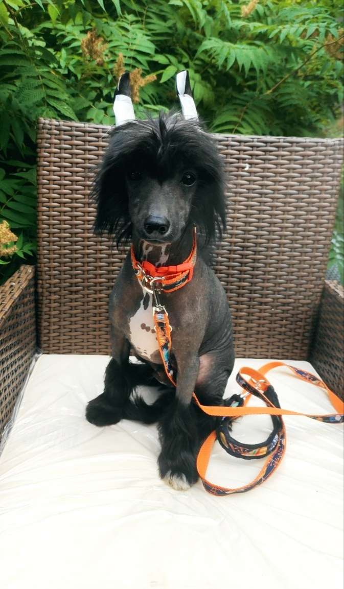 El Mariachi Sasimafci