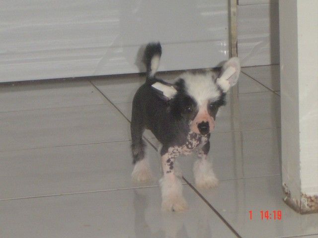 Sherabill Striptease 