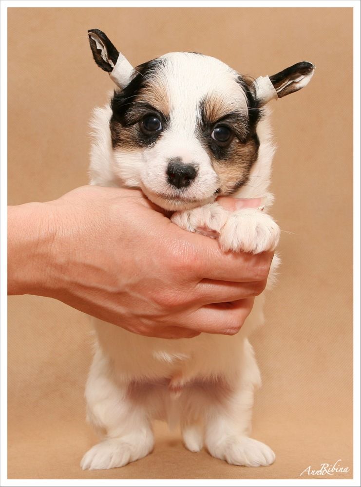 Dogland Happy Shilling