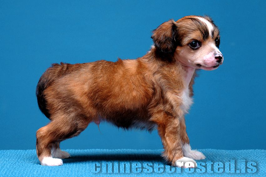 Practical Hero Peanut Butter