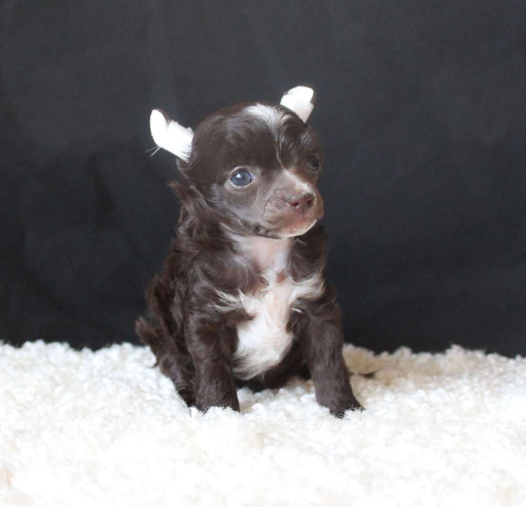 Charuyuschiy Soblazn Aisha bright asterisk