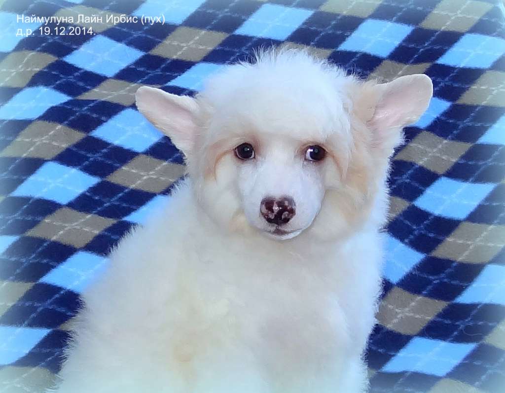 Naimuluna Line Irbis (puff)