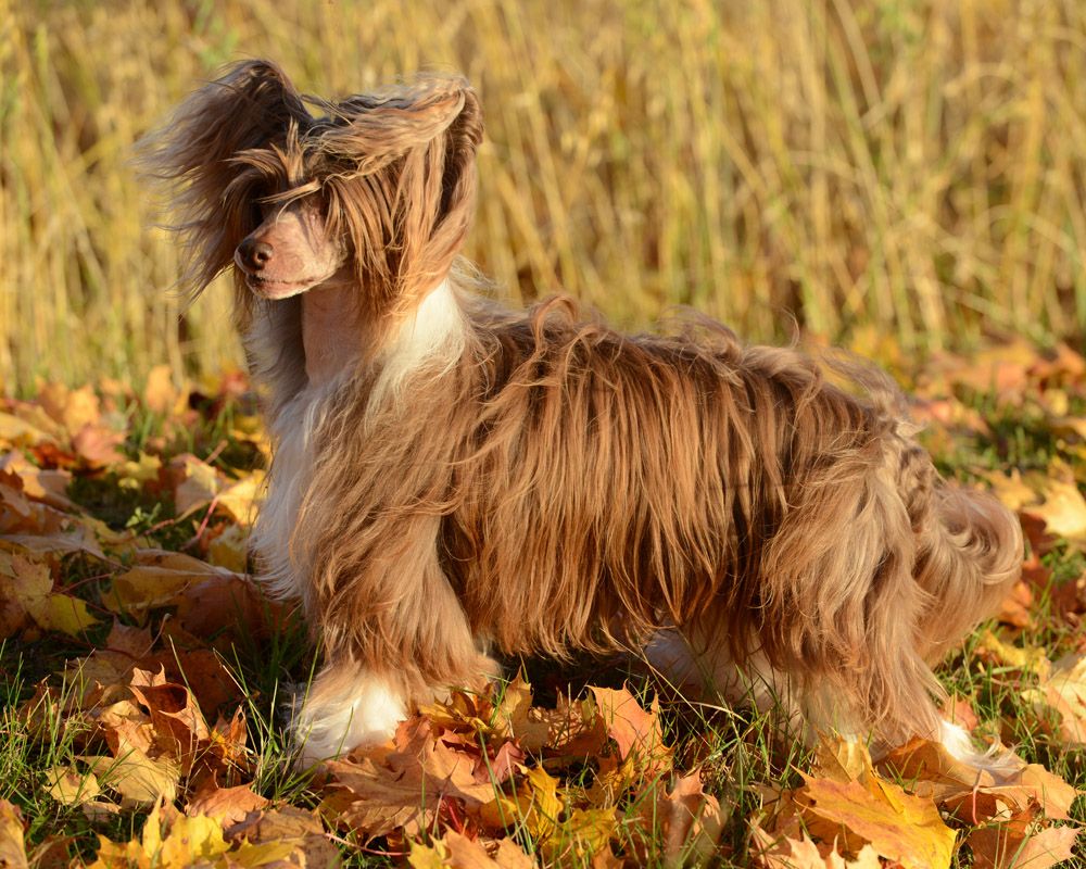 Ermi's Place Donahue