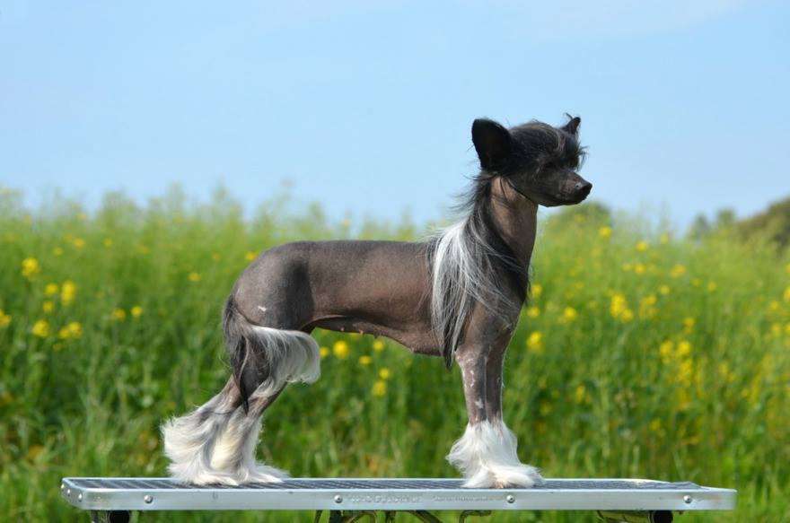 Dîndhâli InXpected Prim'Rose