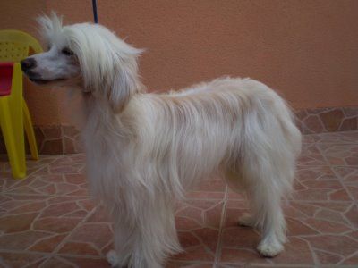 atxarrea sweet cremates of scum