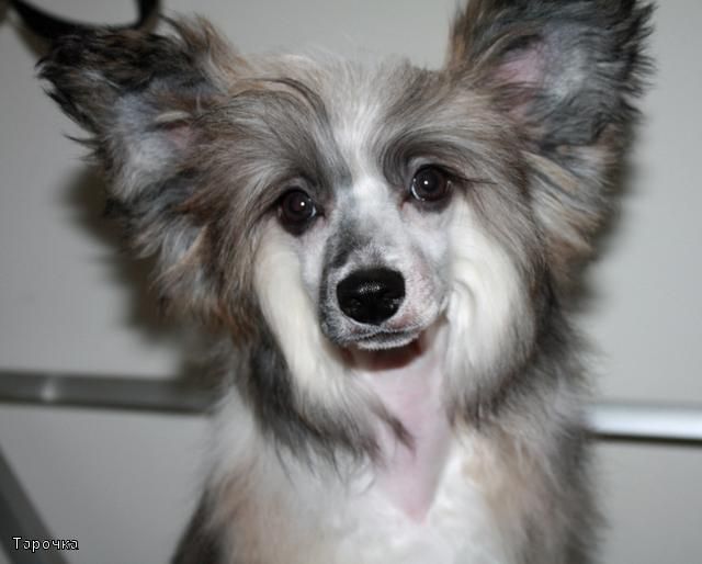 Kado Kitaiski Potselui A Star Is Born