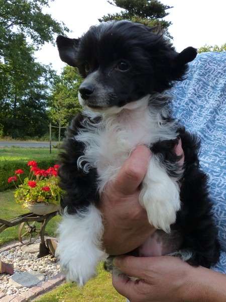 Hinaya vom Apfelland