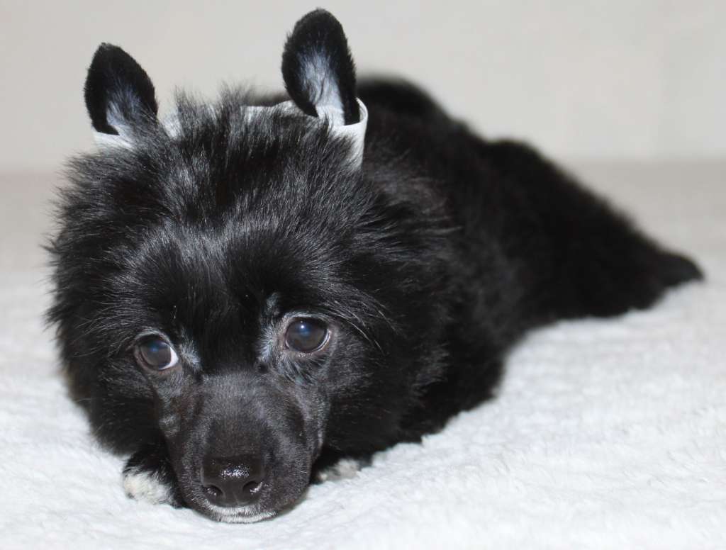 Night Orchid Alisa Iz Clana Timurlana