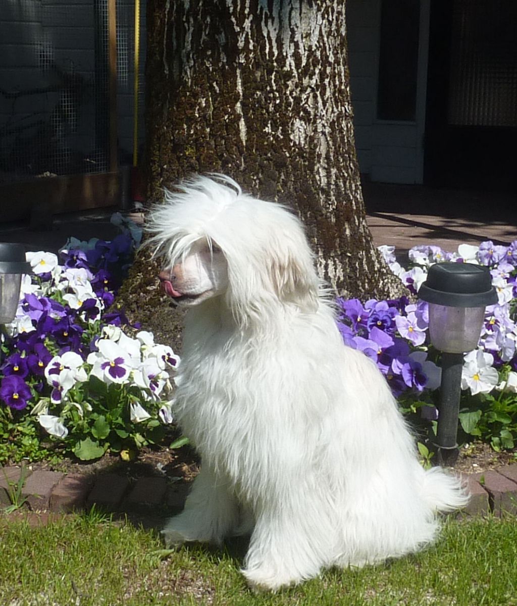 Dolly Dot Little Charmings